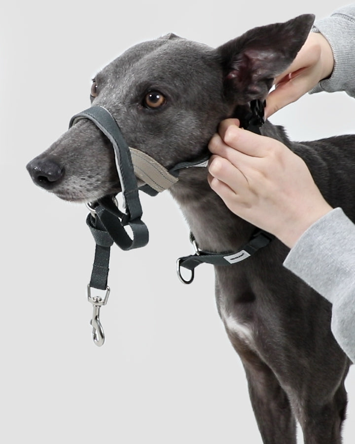 Valley Series No-Pull Training Dog Headcollar