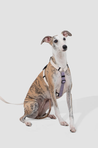 Valley Series Dog H-Harness and Leash Set