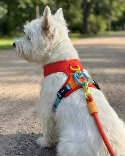 Dopamine Harness and Leash