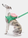 Flora Pet Backpack, Harness & Leash 3 In 1 Set