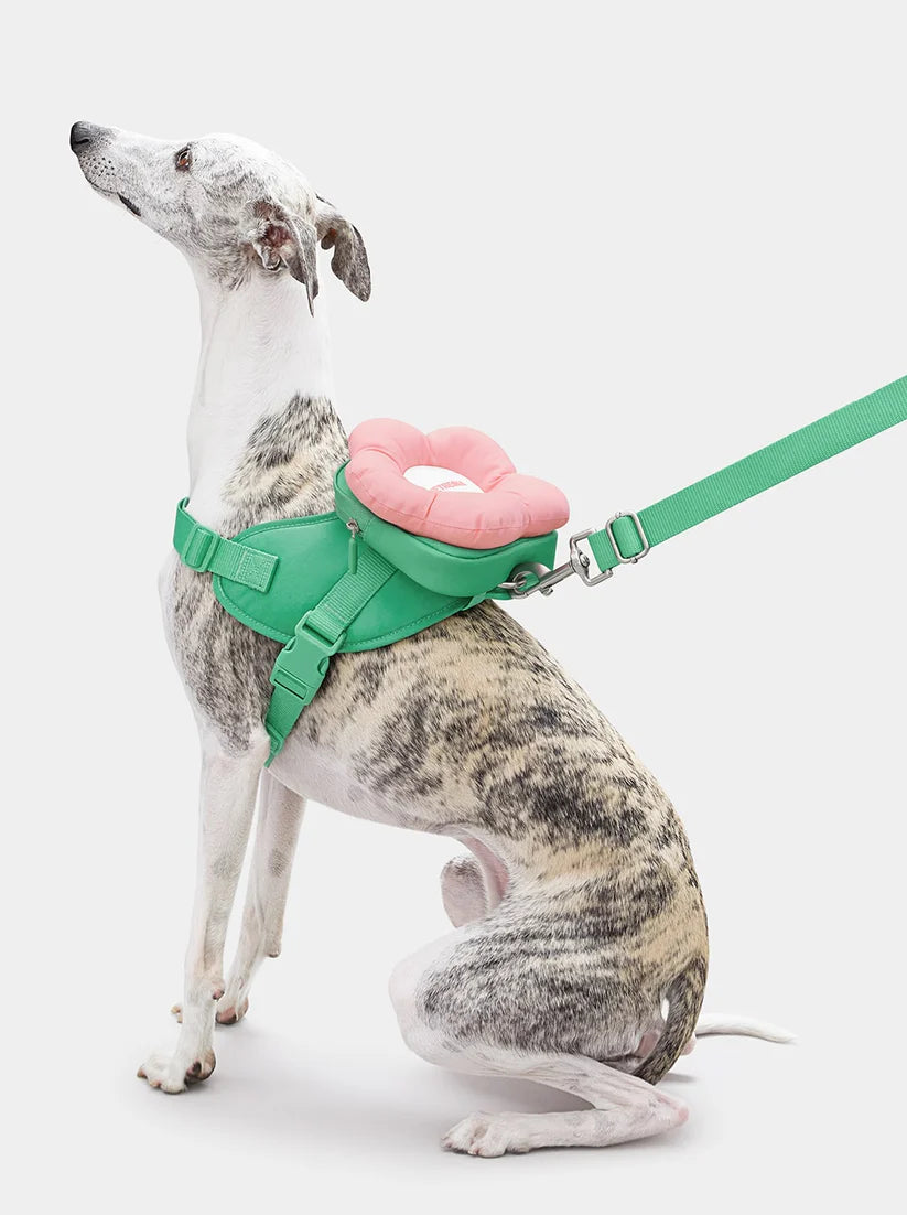 Flora Pet Backpack, Harness & Leash 3 In 1 Set