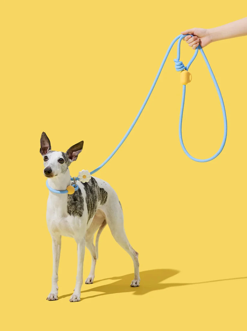 Connect Hands-Free Rope Leash - Daisy