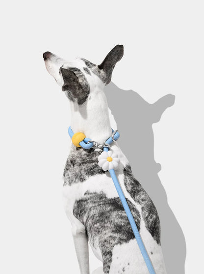 Connect Hands-Free Rope Leash - Daisy