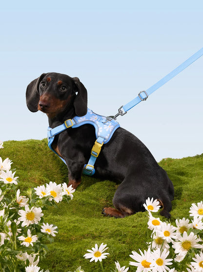 Daisy Pet Harness & Leash Set
