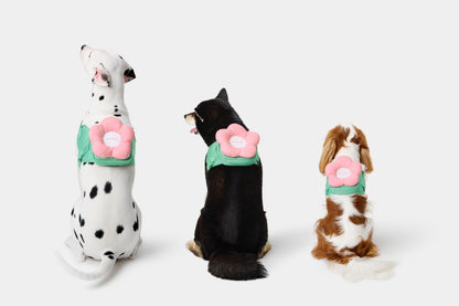 Flora Pet Backpack, Harness & Leash 3 In 1 Set