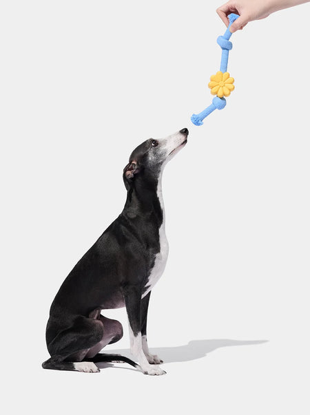 Playful Charm Knot Rope Toy Daisy