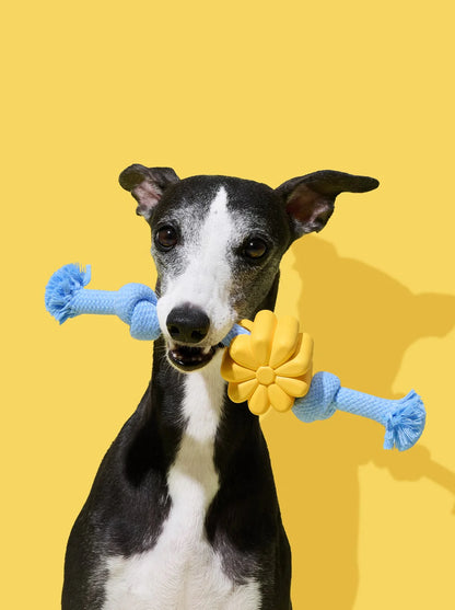 Playful Charm Knot Rope Toy Daisy