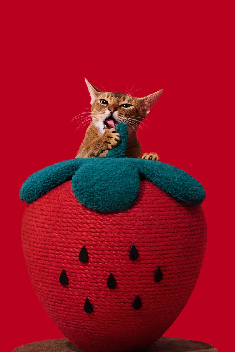 Strawberry Cat Scratching Ball