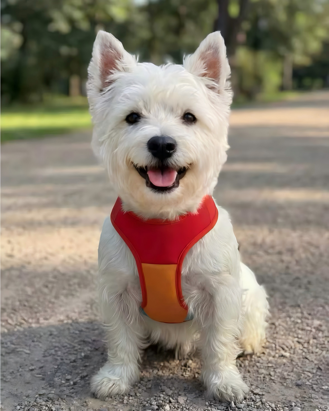 Dopamine Harness and Leash